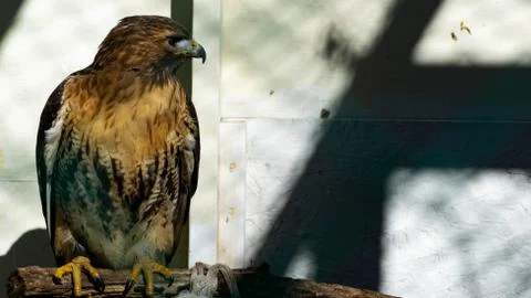 Eagle Gaze Stockfoto's