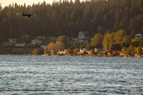 An eagle getting ready to dive into Lake Sammamish Stock Photos