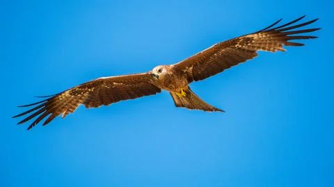 Eagle glides with its full wingspan stretched wide against the vivid blue sky Stock Photos