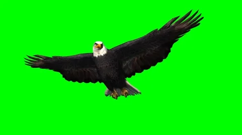 Eagle in gliding 1 - green screen Video stock 46596153