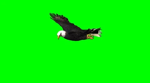 Eagle in gliding 3 - green screen Stock Footage 46596137