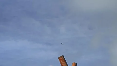 Eagle gliding on blue sky over the sea. Stock Footage 304575397