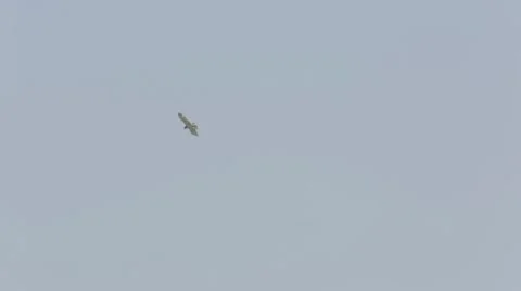 Eagle gliding Stock Footage 43866859