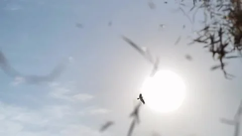 The eagle is going through the sun. Stock Footage 131254107