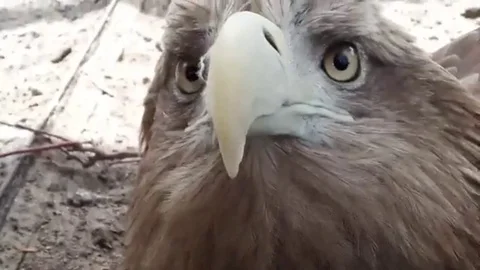 Eagle (golden eagle) Stock Footage 97833800