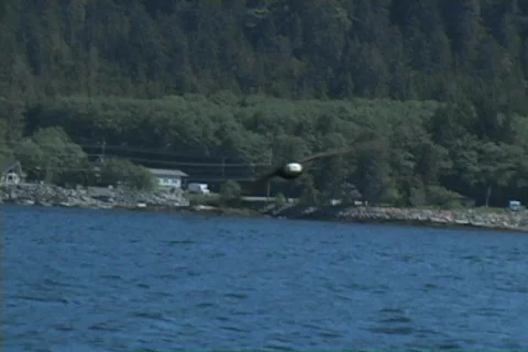 Eagle grabs fish Stock Footage 305896