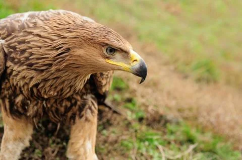 Eagle in grass 写真素材