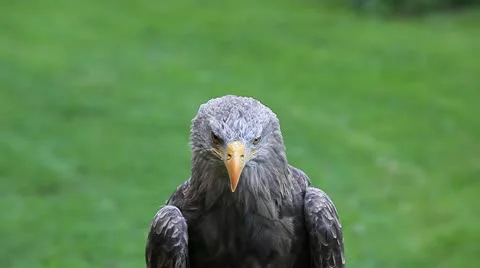 Eagle on a green meadow Stock Footage 10889596
