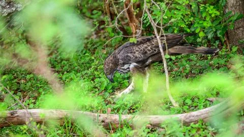 Eagle on the ground with its lizard kill. Changeable hawk-eagle keeps the pre Stock Photos