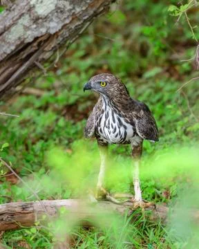 Eagle on the ground with its lizard kill. Changeable hawk-eagle keeps the pre Stock Photos