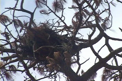 Eagle Guarding Nest Bird of Prey Stock Footage 141676