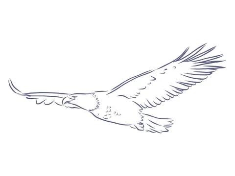 Eagle - hand drawn vector llustration realistic sketch Stock Illustration