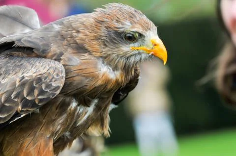 Eagle hawk close up during a falconry display Stock Photos