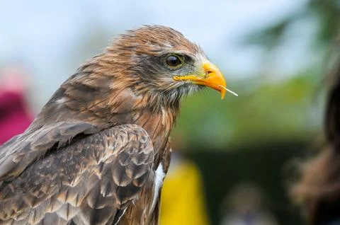 Eagle hawk close up during a falconry display Stock Photos