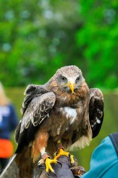 Eagle hawk close up during a falconry display Stock Photos