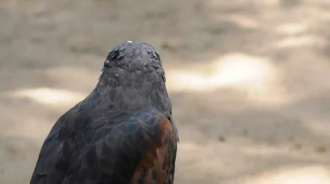 Eagle hawk   Stockbeeldmateriaal 523810