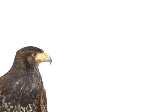 Eagle hawk predatory bird Stock Photos