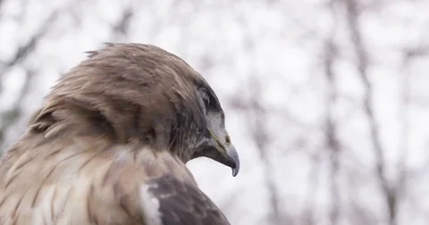Eagle Hawk in Slow motion Close up Adler in Zeitlupe Stock-Footage 76416466