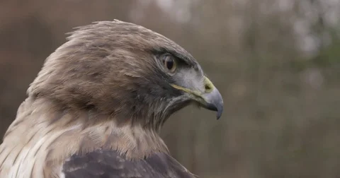 Eagle Hawk in Slow motion Close up Adler in Zeitlupe Stock-Footage 76417332