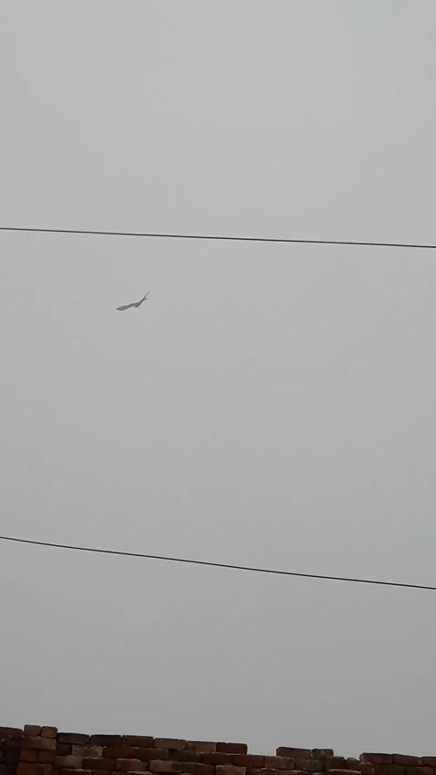 Eagle in the haze Stock Footage 323578704