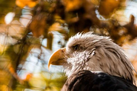 Eagle head close-up on a background of trees. Stock Photos