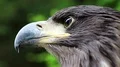 Eagle head close up HD Footage