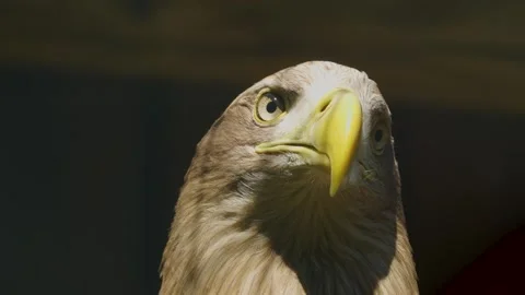 A eagle head close up Stock Footage 274231968