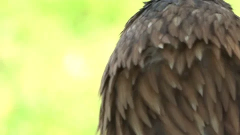 Eagle head Stock Footage 146020281