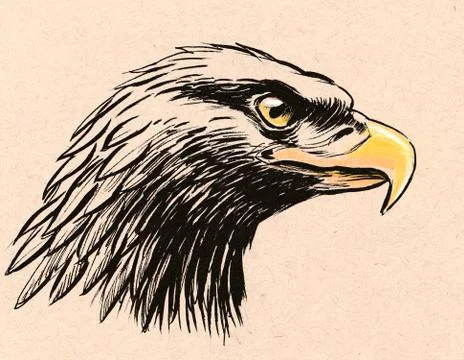 Eagle head Stock Illustration