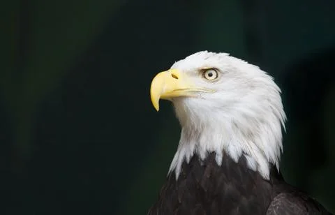 Eagle head pensive Stock Photos