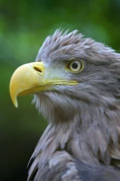 Eagle head Foto stock