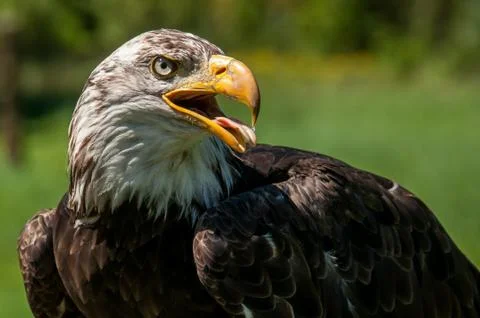 Eagle head Stock Photos