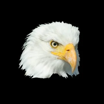 Eagle head Stock Photos
