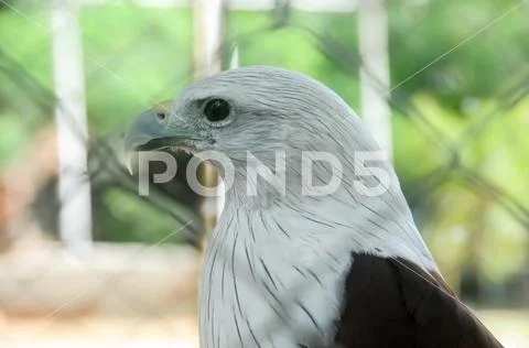 Eagle head Foto stock
