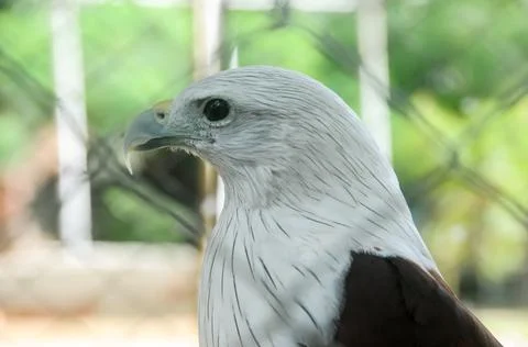 Eagle head Stock Photos