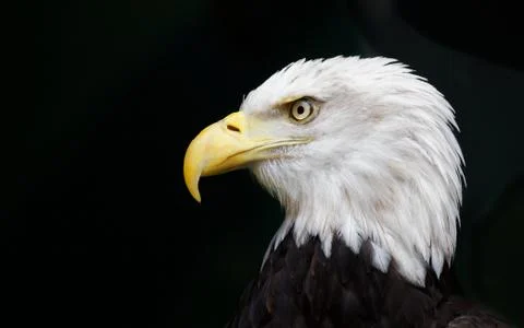 Eagle head threatened Stock Photos