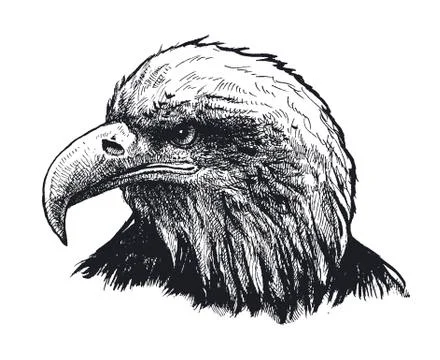 Eagle head. vector illustration Stock Illustration