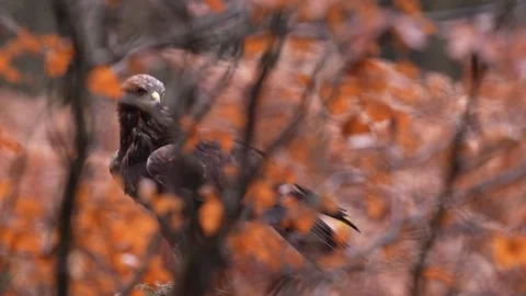 Eagle hidden in orange autumn forest. Golden Eagle, Aquila chrysaetos, in the ro Stock Footage 291682142