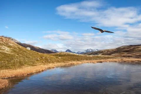 Eagle in High County Stock Photos