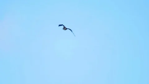 Eagle high in the sky Stock Footage 115816792
