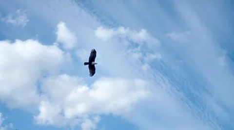 Eagle in a high spacious sky Stock Photos