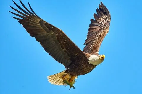 An eagle holds its prey between its legs and flies away. Stock Photos
