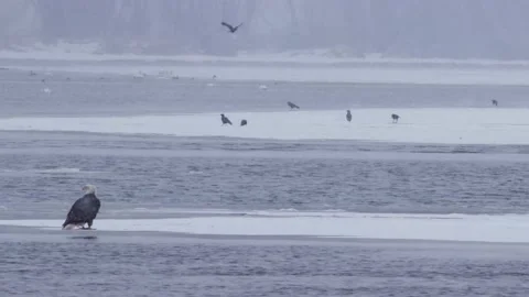 Eagle On Ice Video stock 149161446