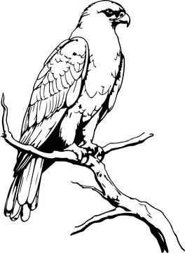 Eagle icon on white background Stock Illustration