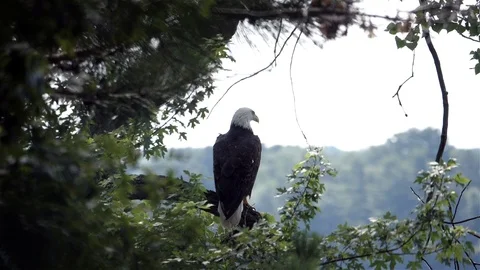 Eagle ignores attack by tiny little bird. Video stock 123446721