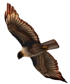 An eagle Stock Illustration