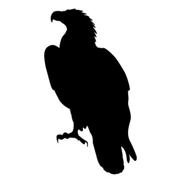 Eagle Stock Illustration