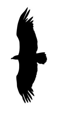 Eagle Stock Illustration