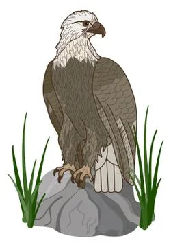 Eagle Stock Illustration