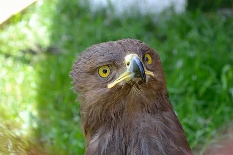 Eagle Stock Illustration